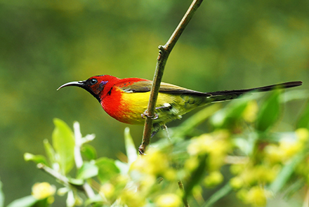 喇叭河自然保护区鸟类