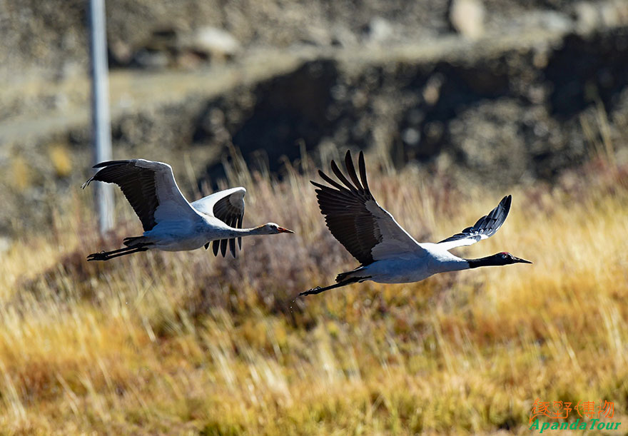 黑颈鹤-英文名Black-necked-Crane-学名Grus-nigricollis.jpg