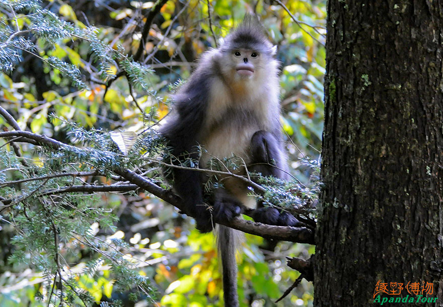 滇金丝猴-英文名-Black-Snub-nosed-Monkey-学名-Rhinopithecus-bieti-(3).jpg