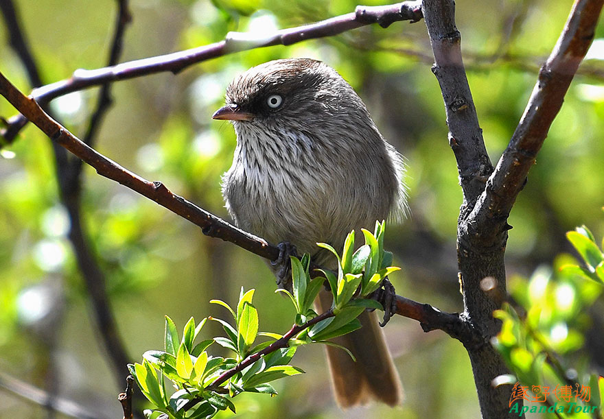 英文名Chinese-Fulvetta-中文名-高山雀鹛.jpg