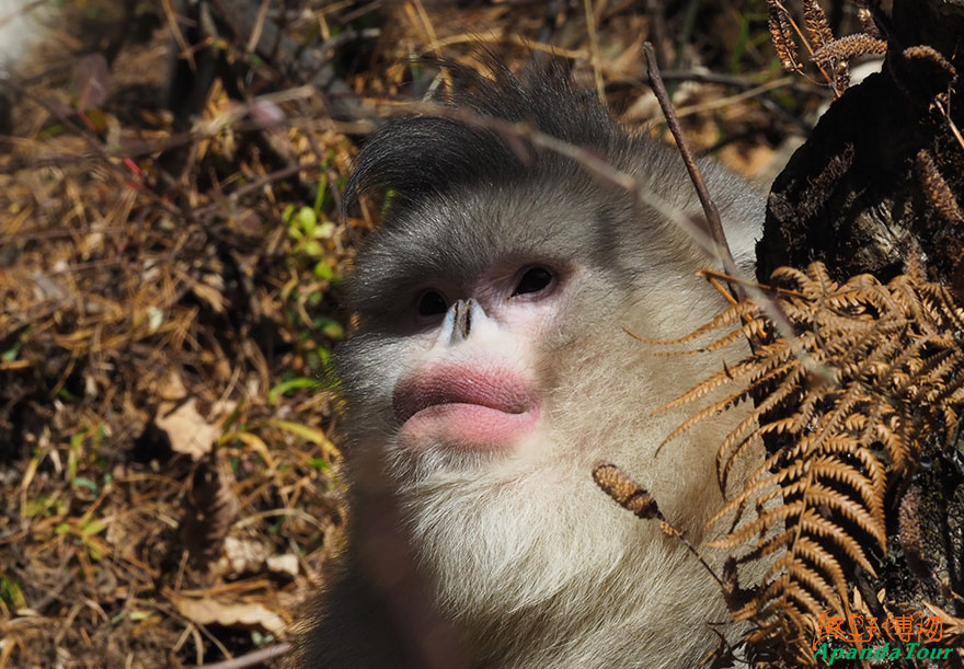 滇金丝猴-英文名-Black-Snub-nosed-Monkey-学名-Rhinopithecus-bieti-(7).JPG