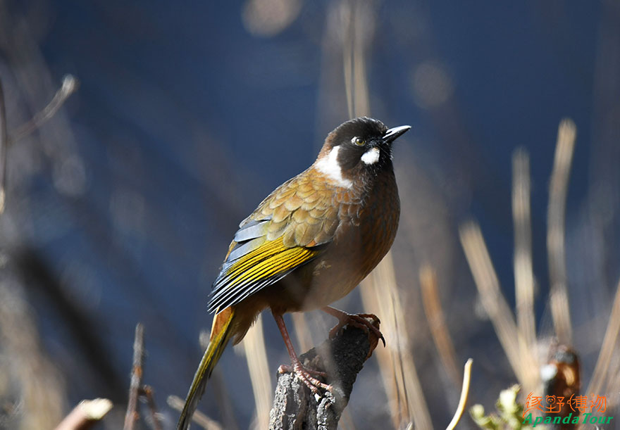 黑顶噪鹛-Black-faced-Laughingthrush-(2).jpg