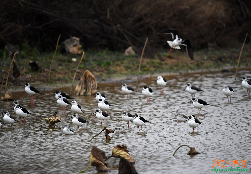 ڳ᳤-Ӣ-Black-winged-Stilt-ѧ-Himantopus-himantopus.jpg