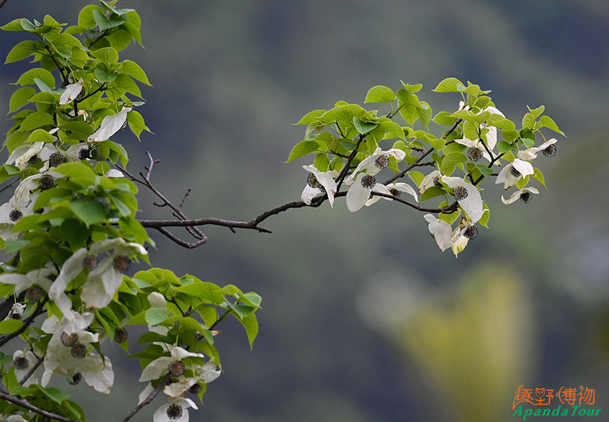 龙苍沟_珙桐_Chinese-Dove-Tree.jpg