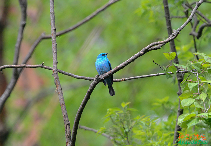 铜蓝鹟-英文名-Verditer-Flycatcher-学名-Eumyias-thalassinus.JPG