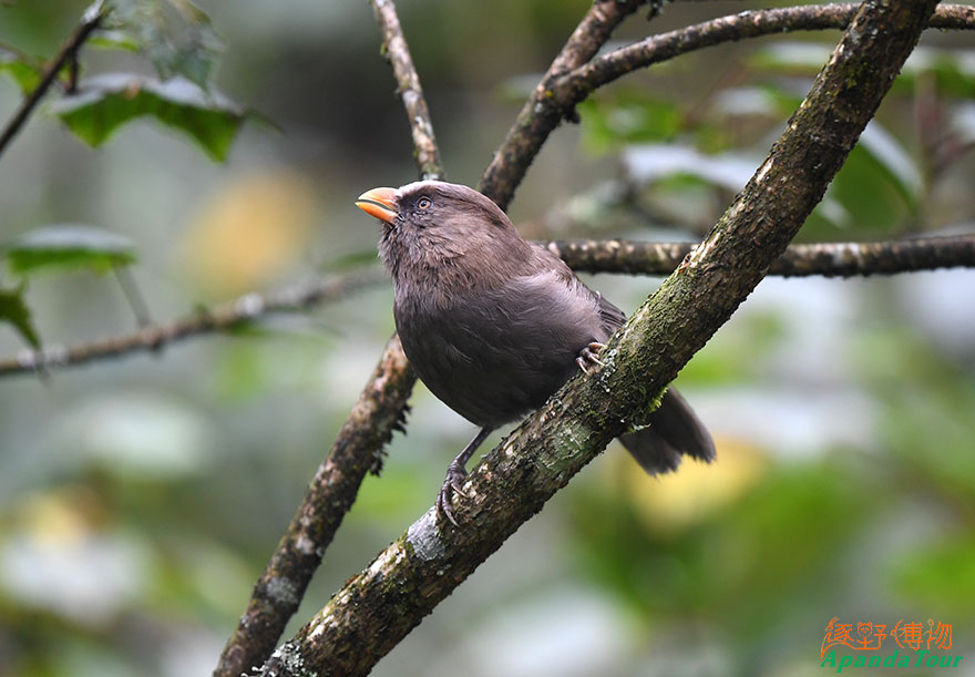 红嘴鸦雀-英文名Great-Parrotbill-学名Conostoma-aemodium.JPG