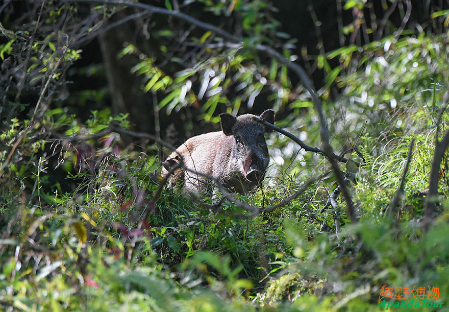 野猪-英文名-Wild-Boar-学名-Sus-scrofa.jpg