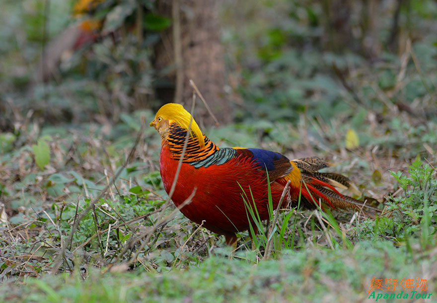 英文名Golden-Pheasant---学名Chrysolophus-pictus-(2).jpg