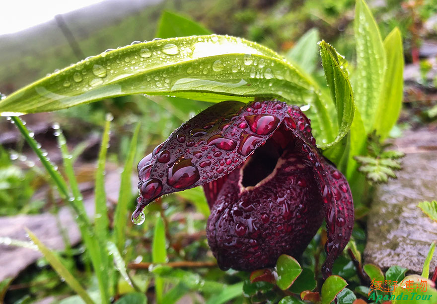 西藏杓兰Cypripedium-tibeticum.JPG