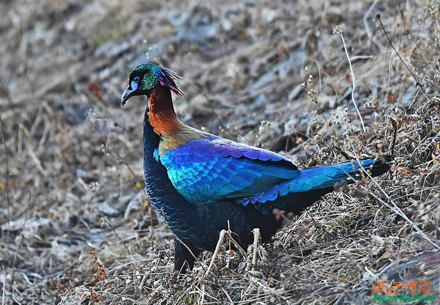 绿尾虹雉-英文名-Chinese-Monal-学名-Lophophorus-lhuysii.jpg