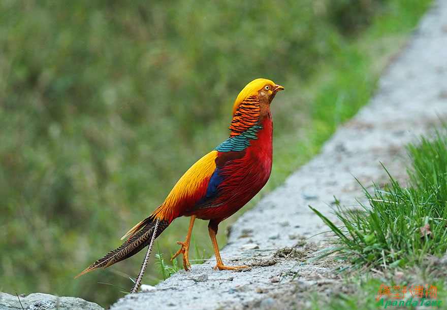 红腹锦鸡-英文名-Golden-Pheasant---学名-Chrysolophus-pictus-(3).JPG