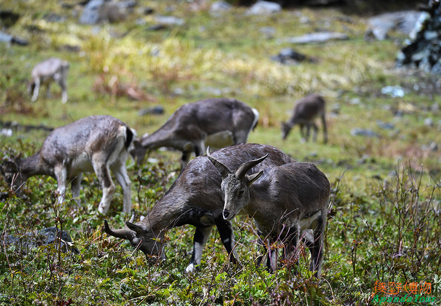 Blue-Sheep-岩羊-(14).JPG