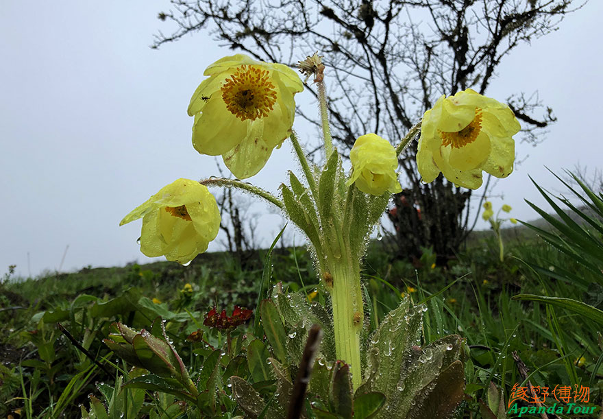 全缘叶绿绒蒿Meconopsis-integrifolia.JPG