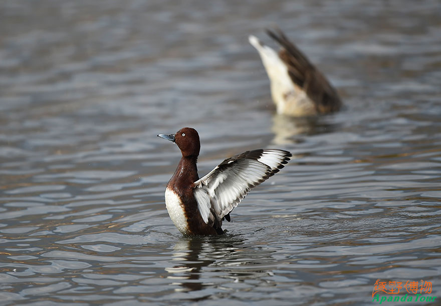 白眼潜鸭-英文名-Ferruginous-Duck-学名-Aythya-nyroca.jpg