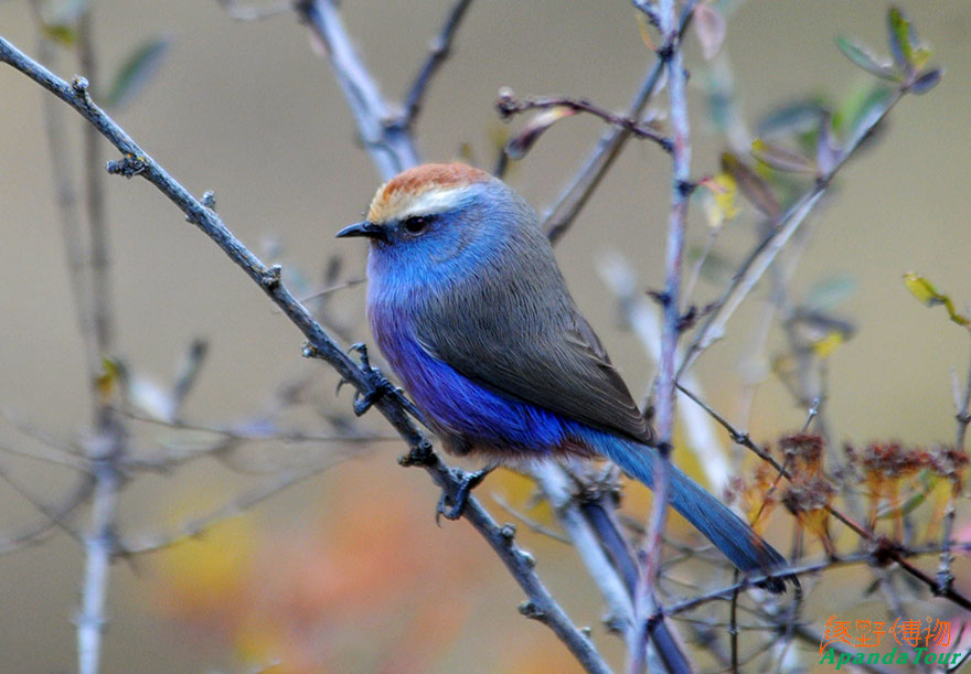 花彩雀莺-英文名-White-browed-Tit-Warbler-学名-Leptopoecile-sophiae-(4).jpg