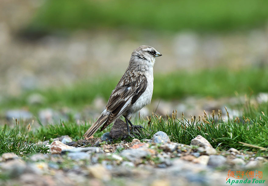 白腰雪雀-White-rumped-Snowfinch.jpg