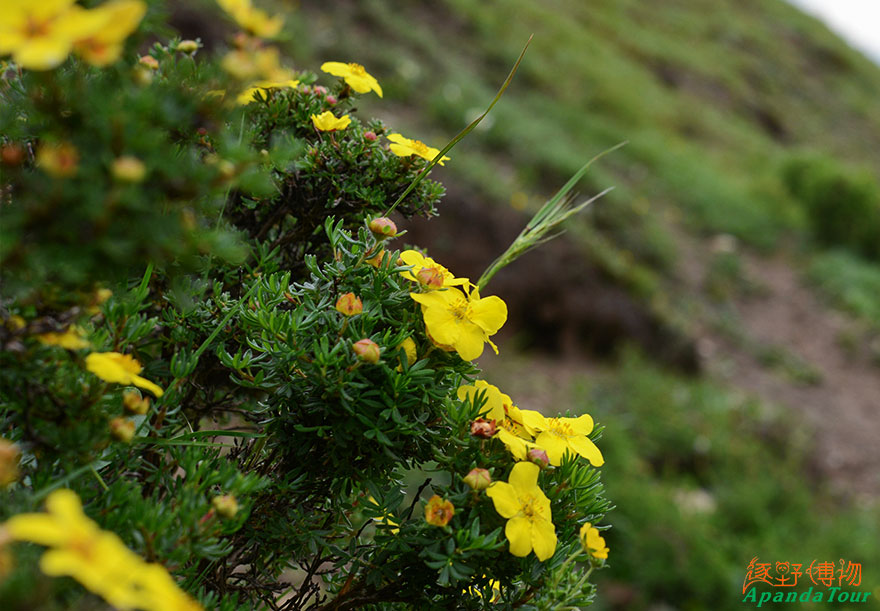 金露梅Potentilla-fruticosa（橡皮山）.jpg