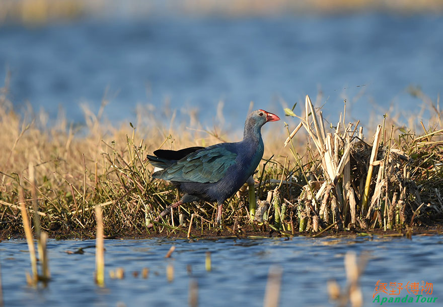 紫水鸡-Grey-headed-Swamphen.jpg