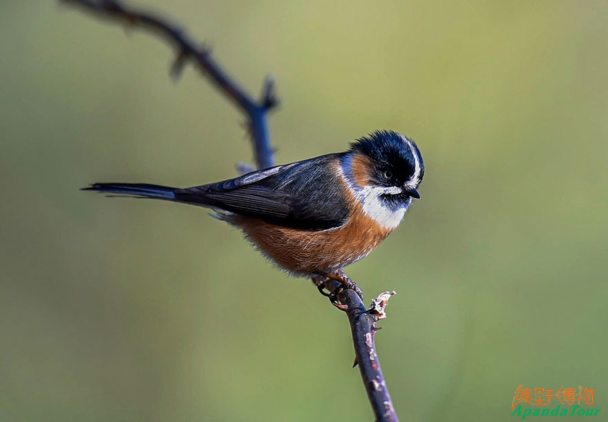 黑眉长尾山雀--Black-browed-Tit-(Aegithalos-iouschistos).jpg