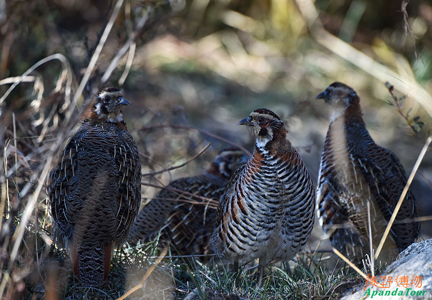 Tibetan-Partridge-格聂-1610-(15).JPG