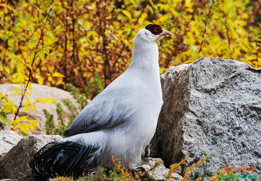 白马鸡-英文名White-Eared-Pheasant-学名Crossoptilon-crossoptilon.jpg