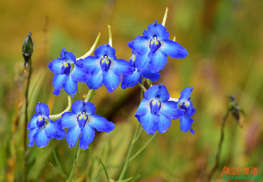 康定翠雀花Delphinium-tatsienense.JPG