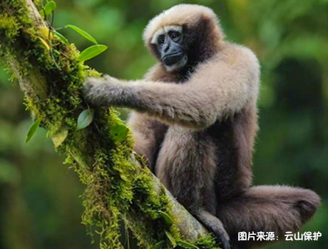 追寻天行长臂猿——云南高黎贡腾冲博物探索冬令营