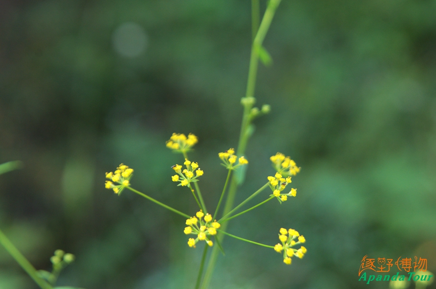 北柴胡 Bupleurum chinense (DC.).jpg