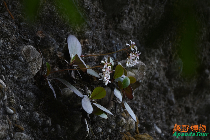 DSC_1521峨眉岩白菜.jpg