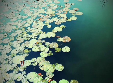 1天 · 道韵诗踪 林间飞羽——青羊宫浣花溪研学