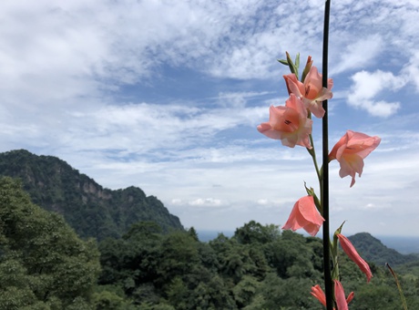 1天 · 道脉药香——青城山镇药王庙研学