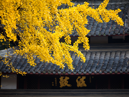 1天 · 空林禅悟 道苑寻踪——文殊院蜀汉娘娘庙道观研学