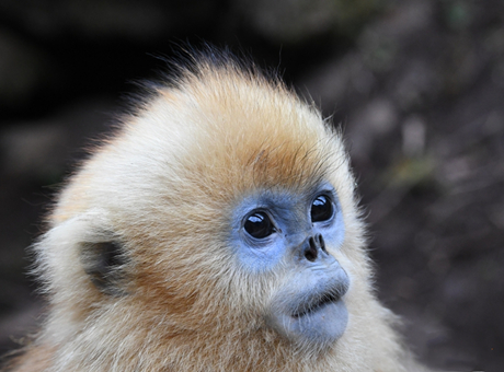 4天 · 三国古道寻踪 唐家河奇遇记——博物科考春假营
