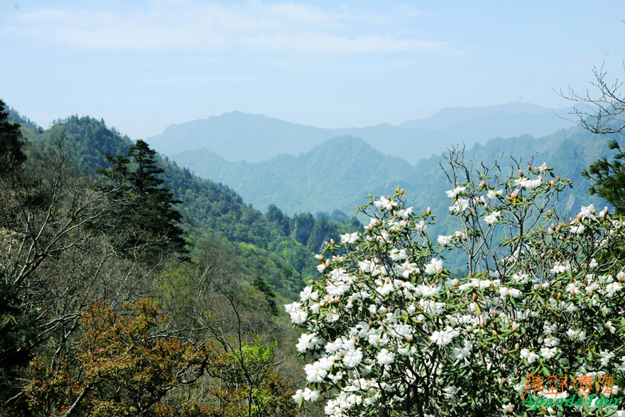 唐家河摩天岭 (2)_副本.jpg