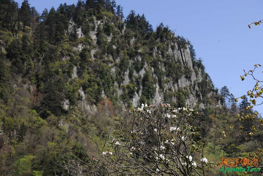 唐家河摩天岭 (7).jpg