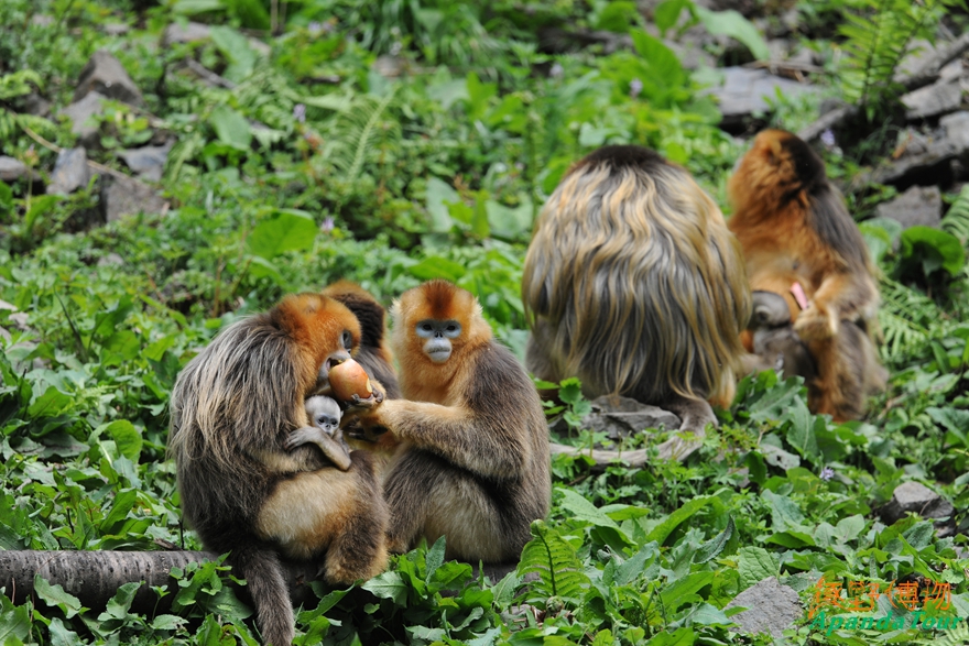 川金丝猴 (1).jpg