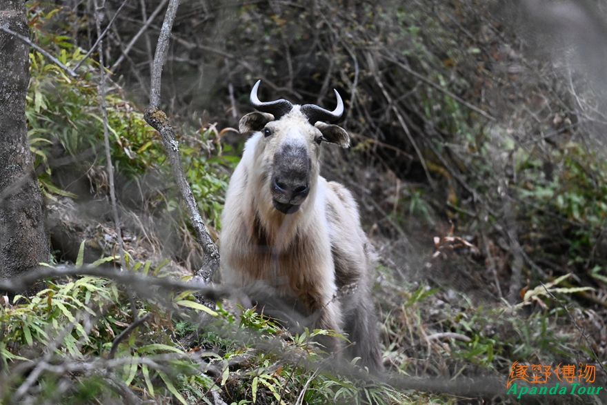 羚牛唐家河 (3).jpg