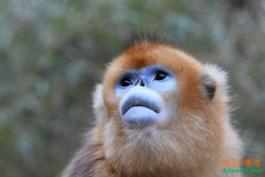 川金丝猴 (38).jpg