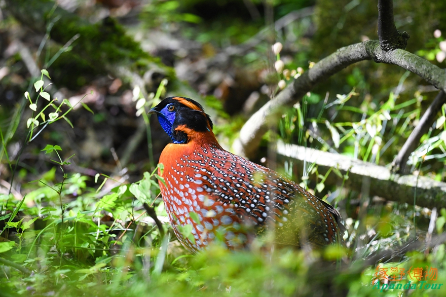 红腹角雉 (1).jpg