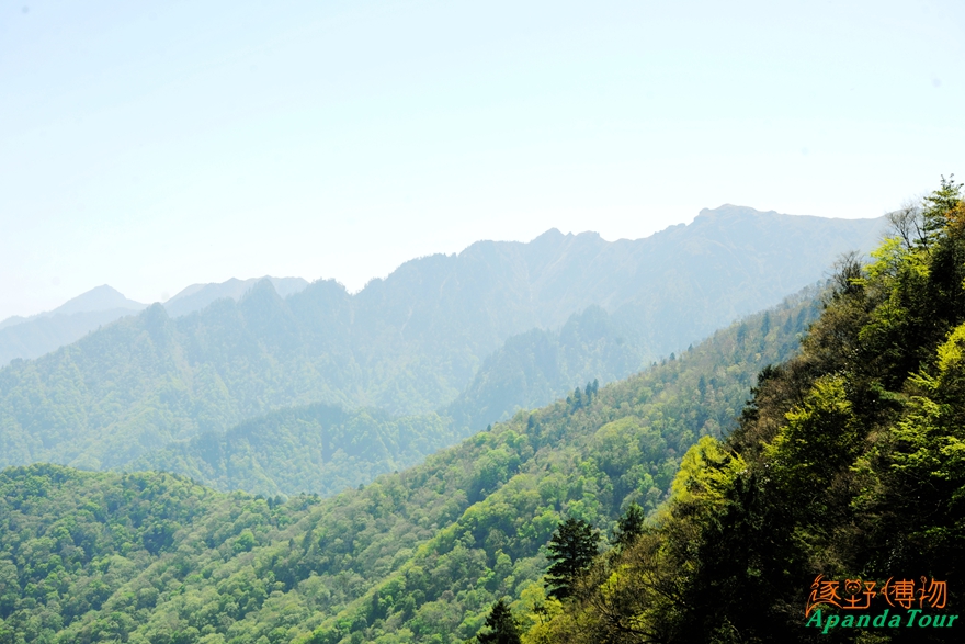 唐家河摩天岭 (4)_副本.jpg