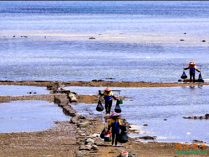 集美学村 赶海_副本.jpg